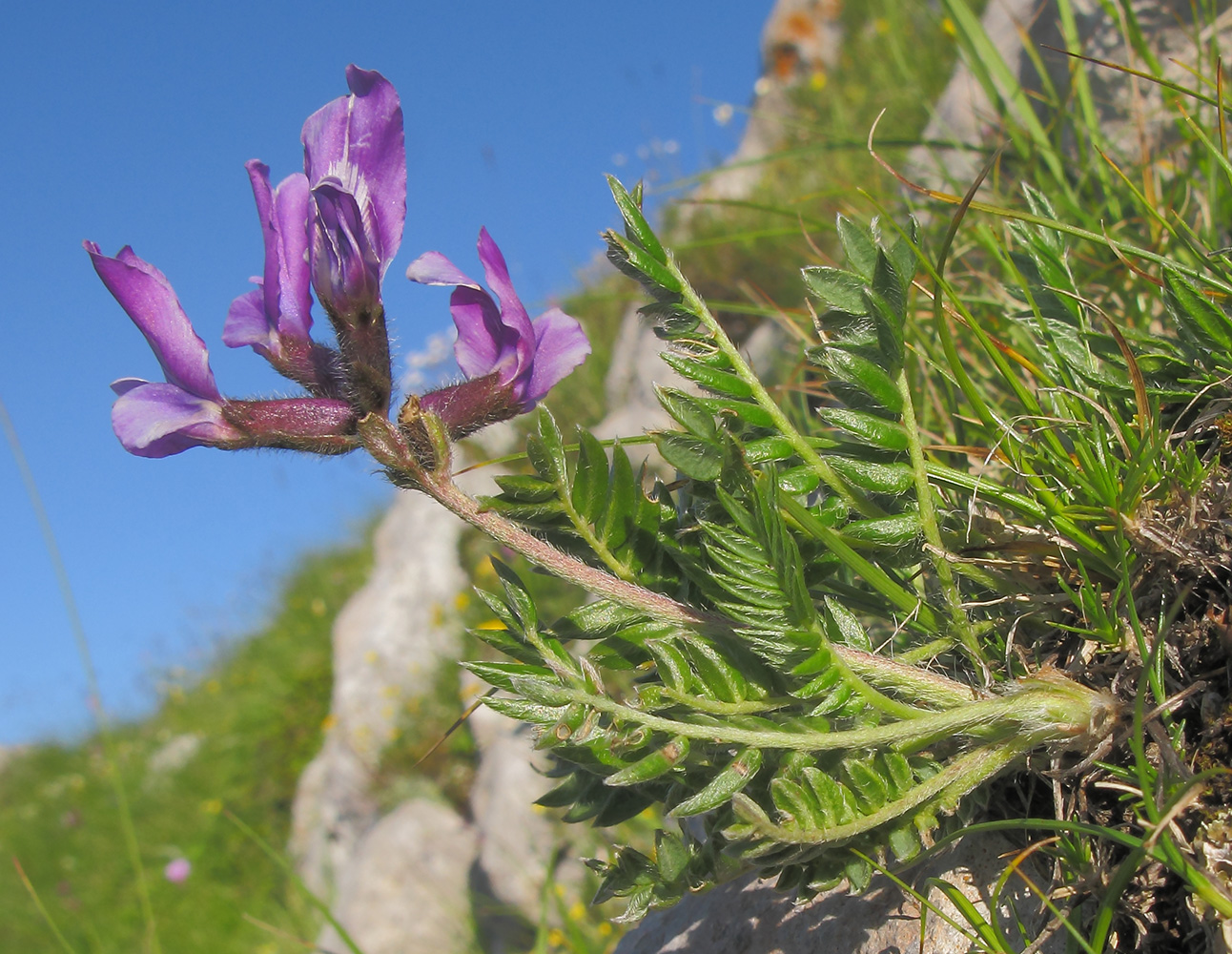 Изображение особи Oxytropis lazica.