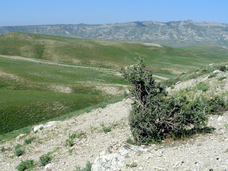 Изображение особи Amygdalus spinosissima.