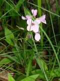 род Cardamine. Верхушка цветущего растения. Приморский край, окр. г. Уссурийск, подножие холма. 18.05.2008.