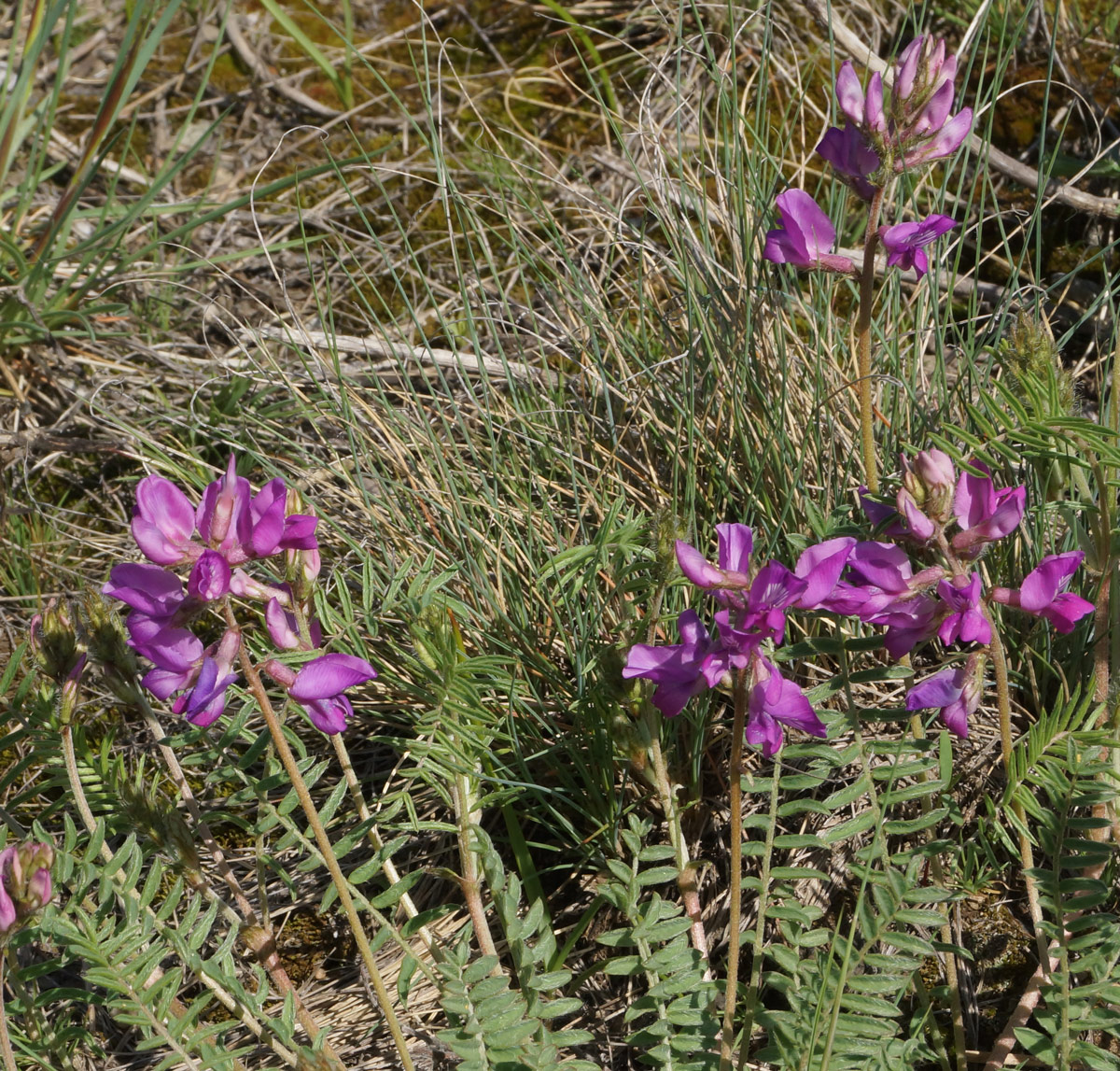 Изображение особи Oxytropis teres.