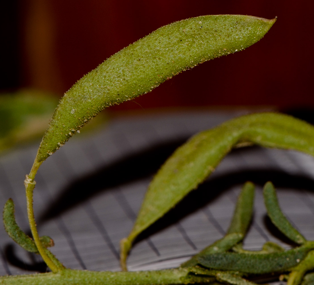 Image of Cleome amblyocarpa specimen.