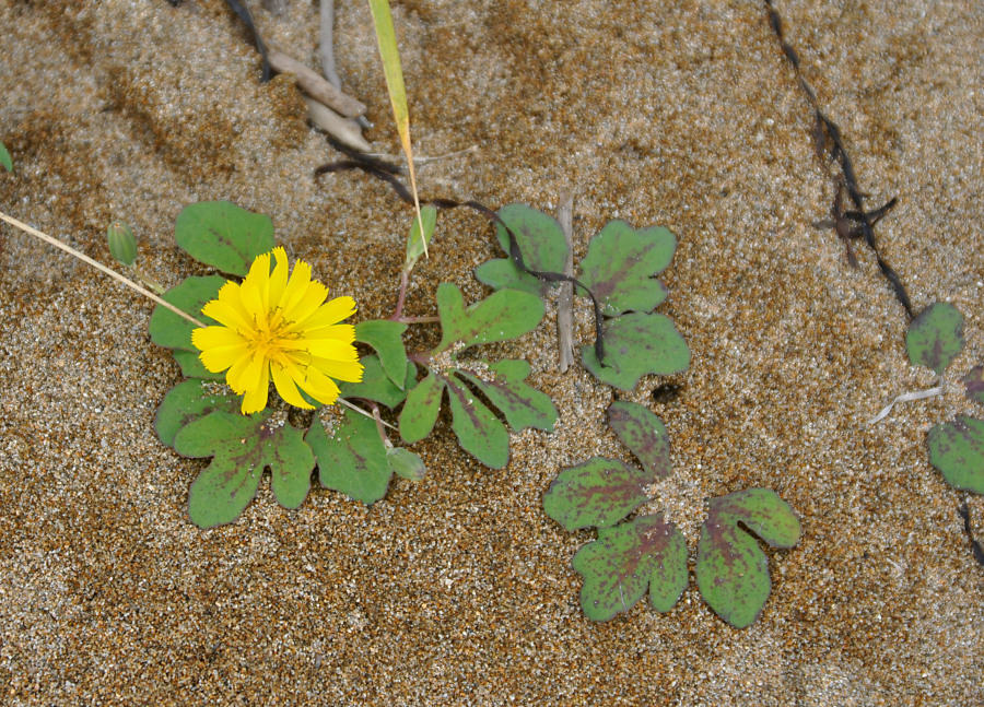 Image of Chorisis repens specimen.