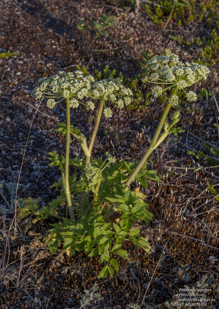 Image of Coelopleurum gmelinii specimen.
