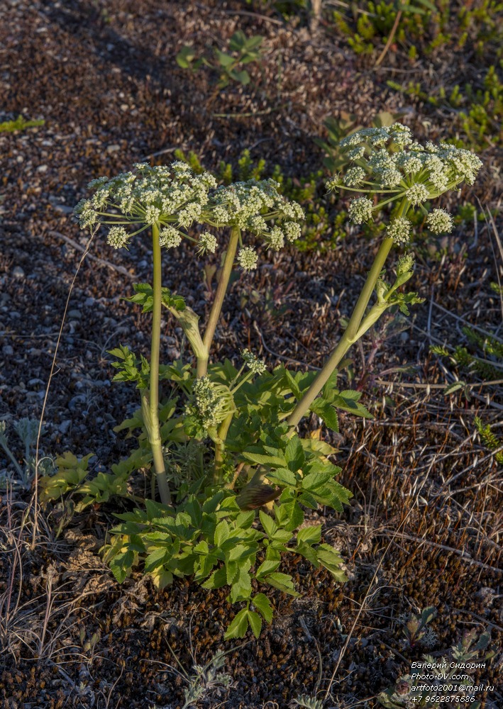 Изображение особи Coelopleurum gmelinii.