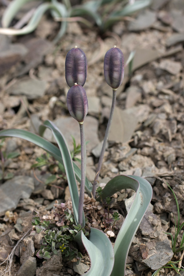 Image of Tulipa orthopoda specimen.