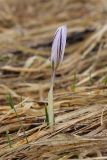 Crocus reticulatus