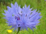 Centaurea cyanus. Увеличенные воронковидные краевые цветки на краю соцветия. Нидерланды, Гронинген, \"дикий\" газон. 24.06.2006.