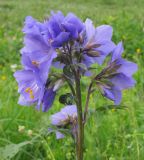 Polemonium caucasicum