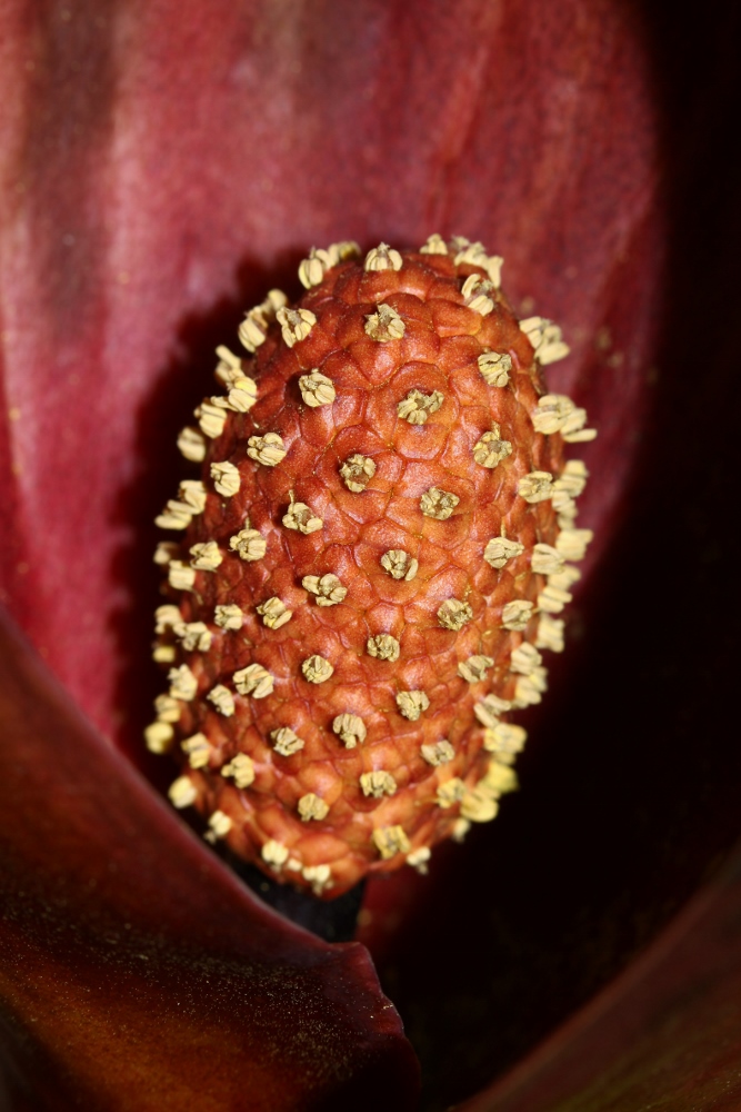 Изображение особи Symplocarpus renifolius.