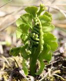 Botrychium lunaria. Растение с разворачивающейся вайей. Ленинградская обл., Дудергофские высоты, Кирхгофская возвышенность, известняковый карьерчик. 04.05.2016.