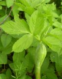 Archangelica officinalis. Лист. Украина, Житомирская обл., Новоград-Волынский р-н, левый берег р. Случь, окр. дер. Победа. 12.05.2016.