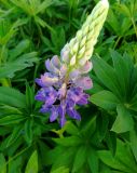 Lupinus polyphyllus. Расцветающее соцветие. Московская обл., г. Электрогорск, залежь на северном берегу Стахановского озера. 14.06.2015.