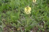 Pedicularis sibthorpii