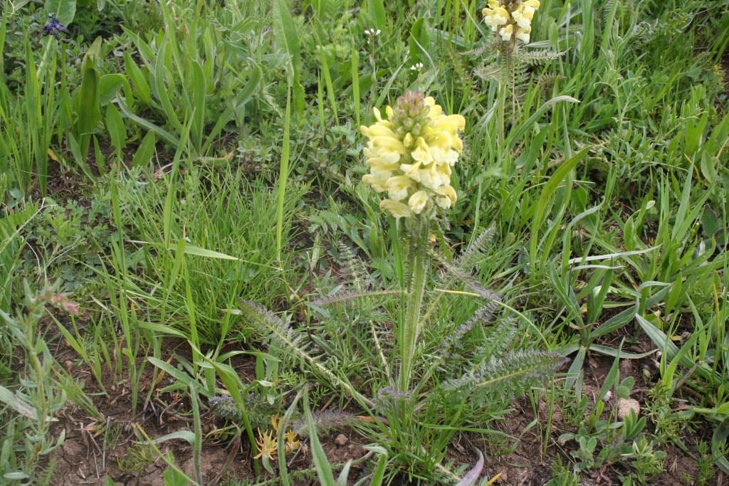 Изображение особи Pedicularis sibthorpii.