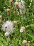 Cirsium setosum. Верхняя часть цветущего и плодоносящего растения. Санкт-Петербург. 31.07.2009.