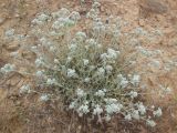 Teucrium capitatum