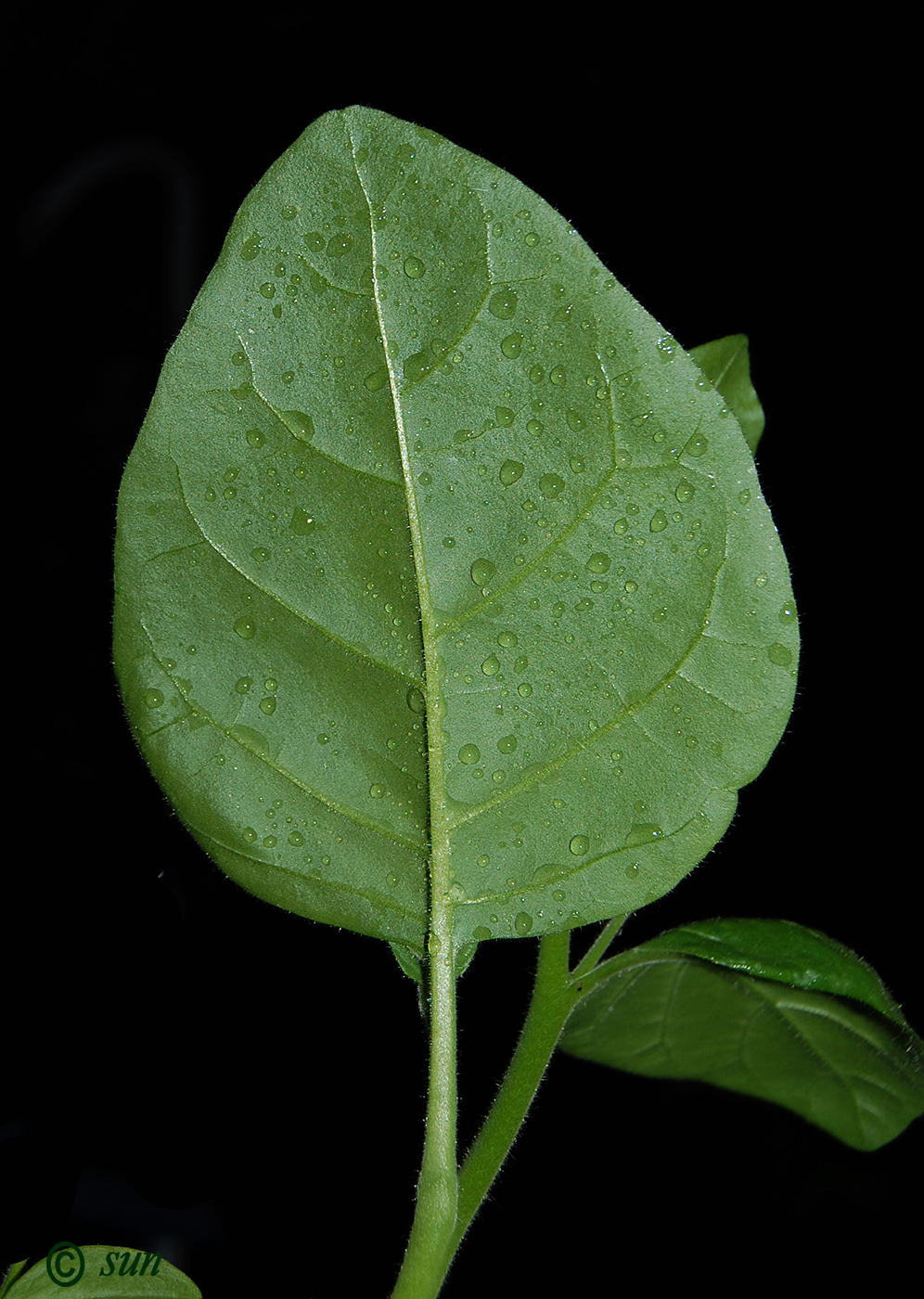 Изображение особи Nicotiana rustica.