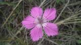 Dianthus versicolor. Цветок. Хакасия, окр. оз. Белё, сухая степь. 30.06.2016.