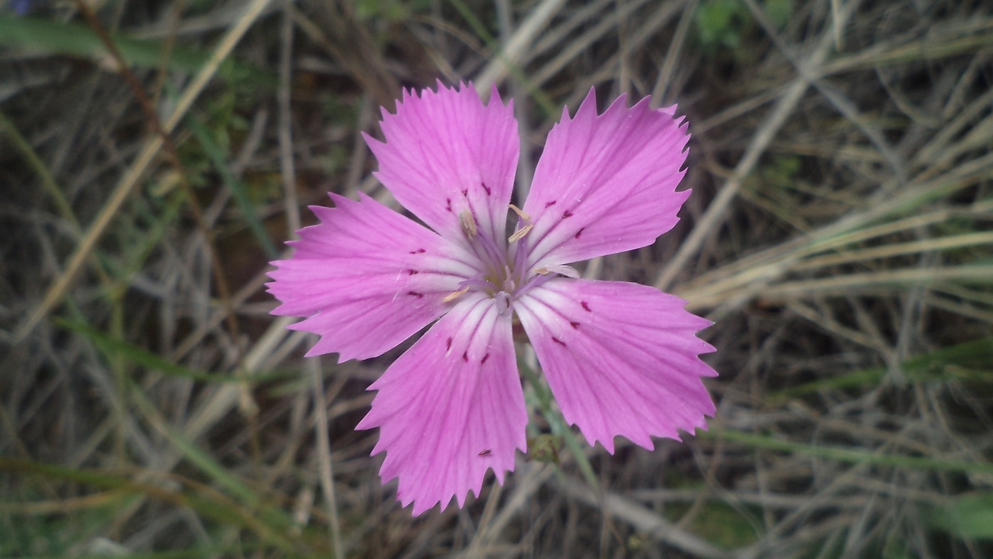 Изображение особи Dianthus versicolor.