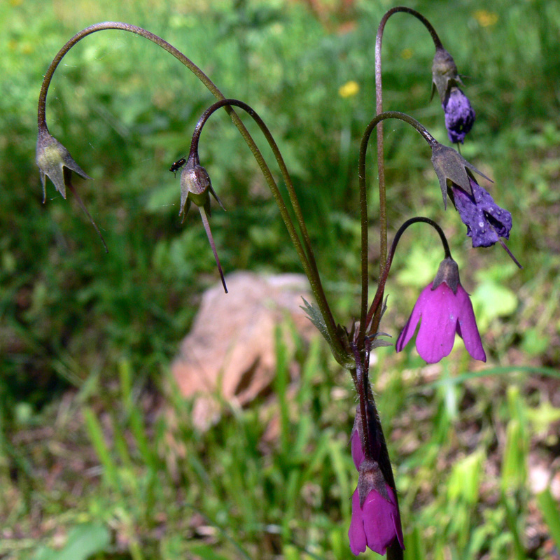 Image of Cortusa matthioli specimen.