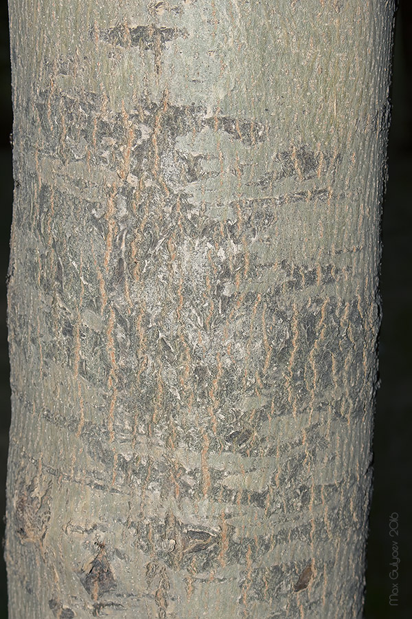Image of Fraxinus excelsior specimen.