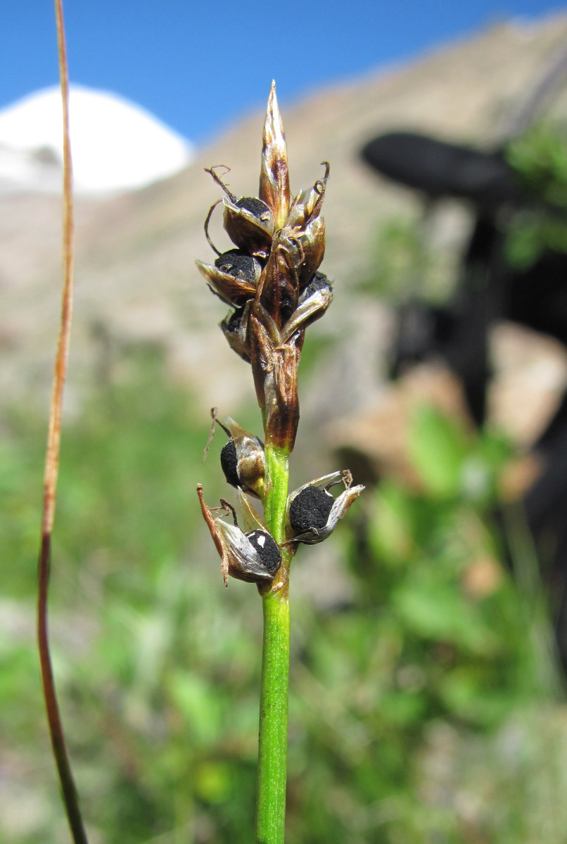 Image of genus Carex specimen.