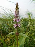 Stachys palustris