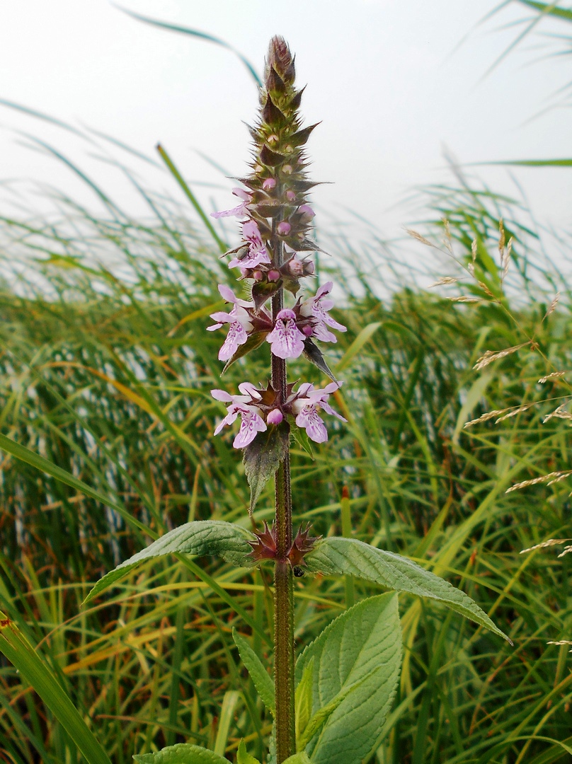 Image of Stachys palustris specimen.