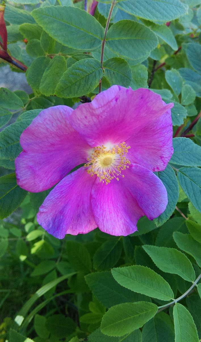 Изображение особи Rosa amblyotis.