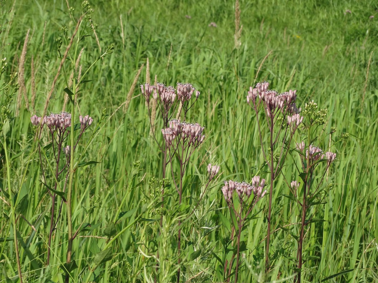 Изображение особи Syneilesis aconitifolia.