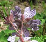 Geranium renardii. Цветок (вид со стороны чашечки). Кабардино-Балкария, Эльбрусский р-н, долина р. Ирик, ок. 2300 м н.у.м. 14.07.2016.