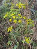 Bupleurum falcatum