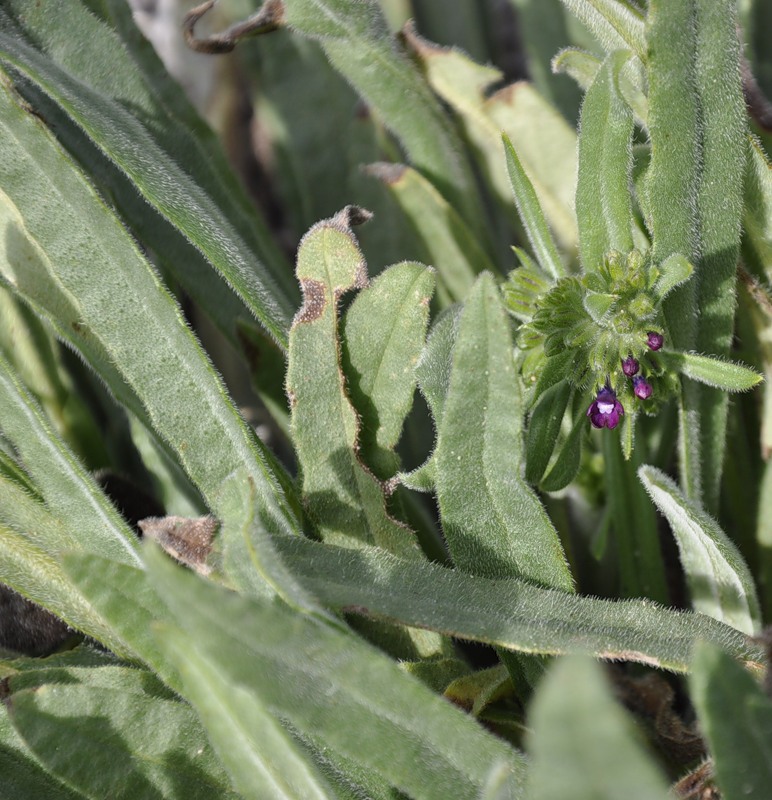 Изображение особи Anchusa officinalis.