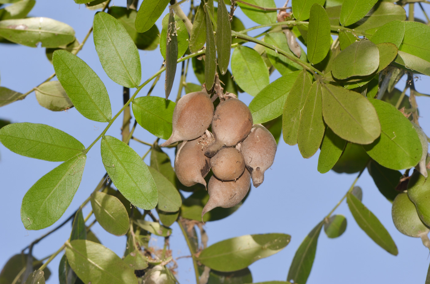 Image of Sophora secundiflora specimen.