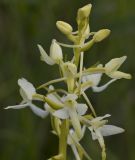 Platanthera bifolia. Верхушка соцветия. Тверская обл., Кимрский р-н, окр. дер. Сыркино, залежь. 10.06.2015.