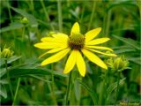 Rudbeckia laciniata