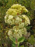 Hylotelephium caucasicum