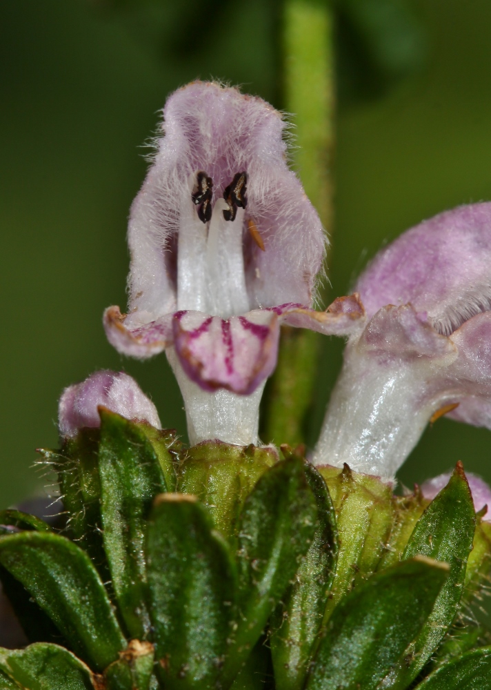 Image of Phlomoides maximowiczii specimen.
