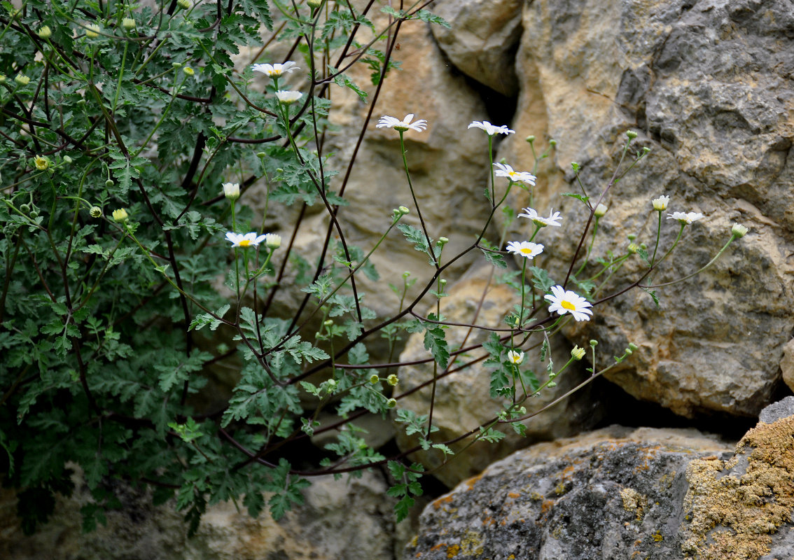 Изображение особи Pyrethrum glanduliferum.