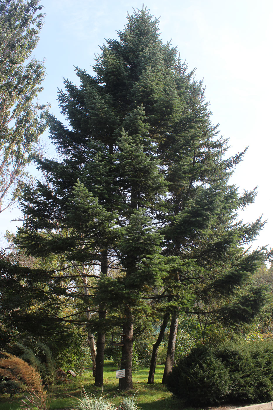 Image of Abies holophylla specimen.