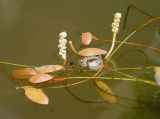 Potamogeton octandrus