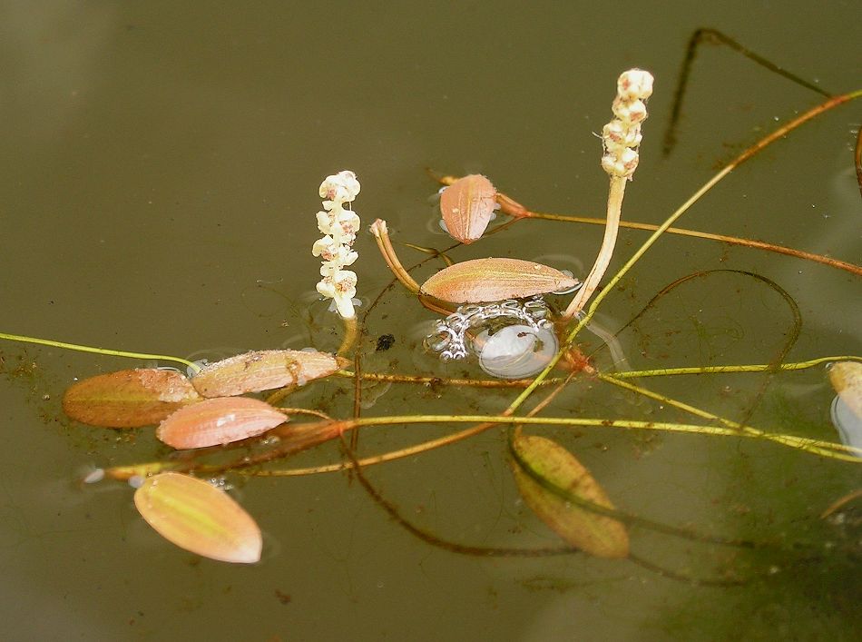 Изображение особи Potamogeton octandrus.