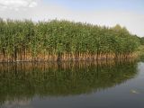 Phragmites australis