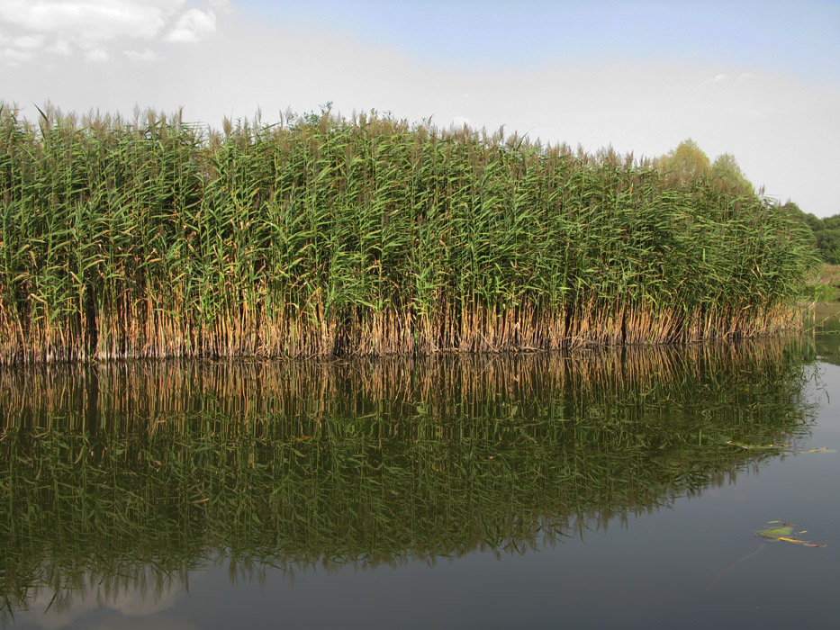 Image of Phragmites australis specimen.