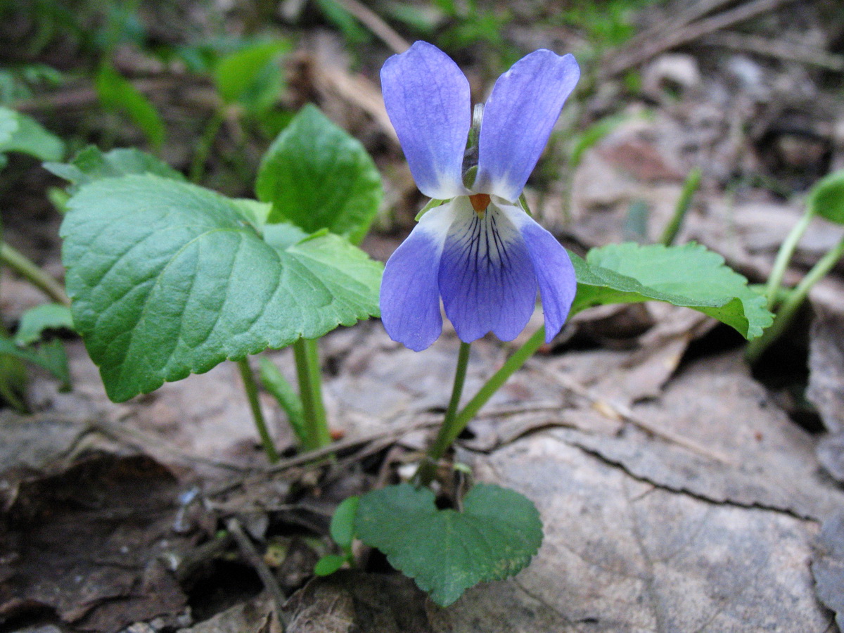 Image of Viola suavis specimen.