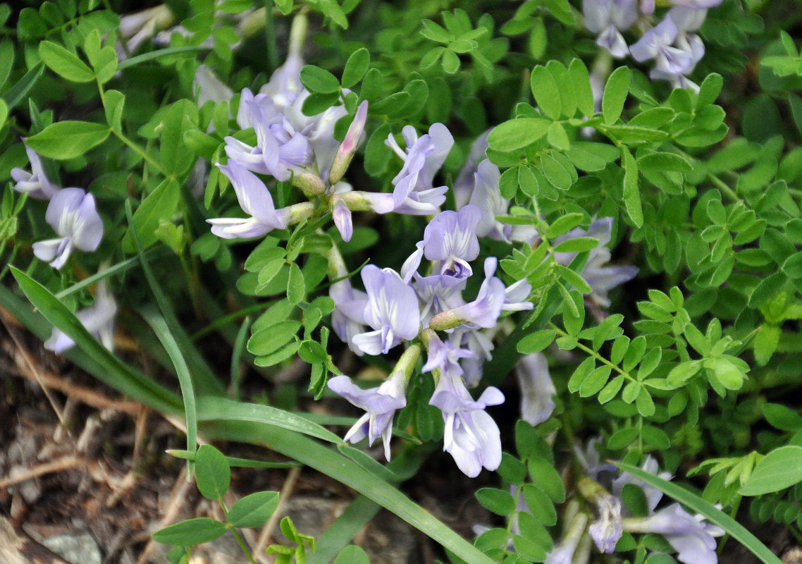 Image of genus Astragalus specimen.