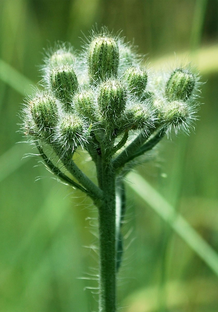 Изображение особи Pilosella procera.