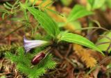 Crawfurdia japonica. Часть побега с цветком и незрелым плодом. Сахалинская обл., Томаринский р-н, окр. г. Томари, опушка леса в средней части облесённого склона сопки западной экспозиции. 16.08.2016.