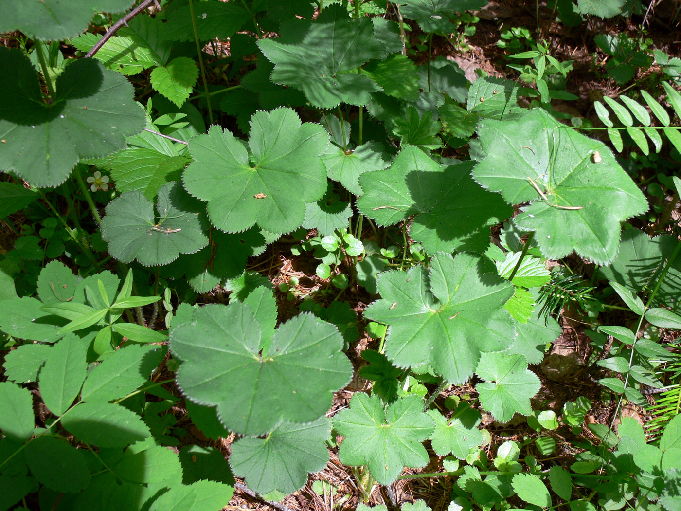 Изображение особи род Alchemilla.