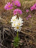 Primula cuneifolia